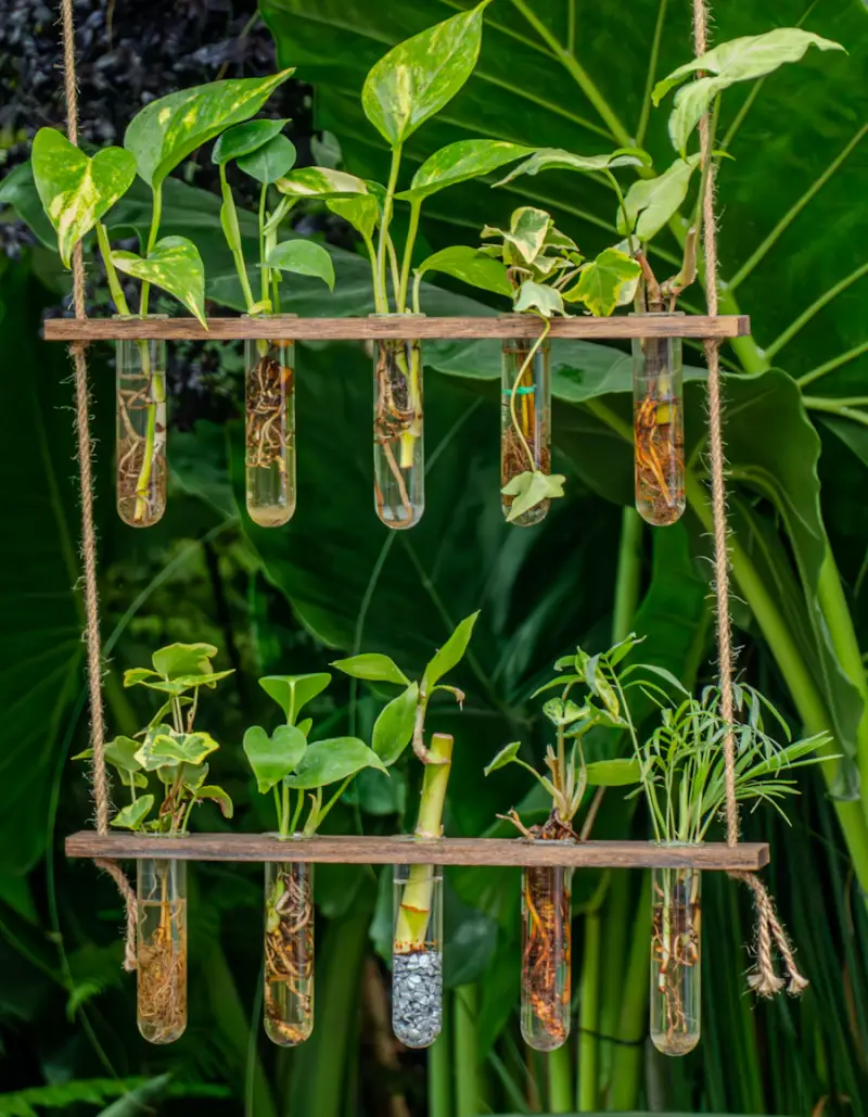Cuttings rooting in test tubes on an oak rack