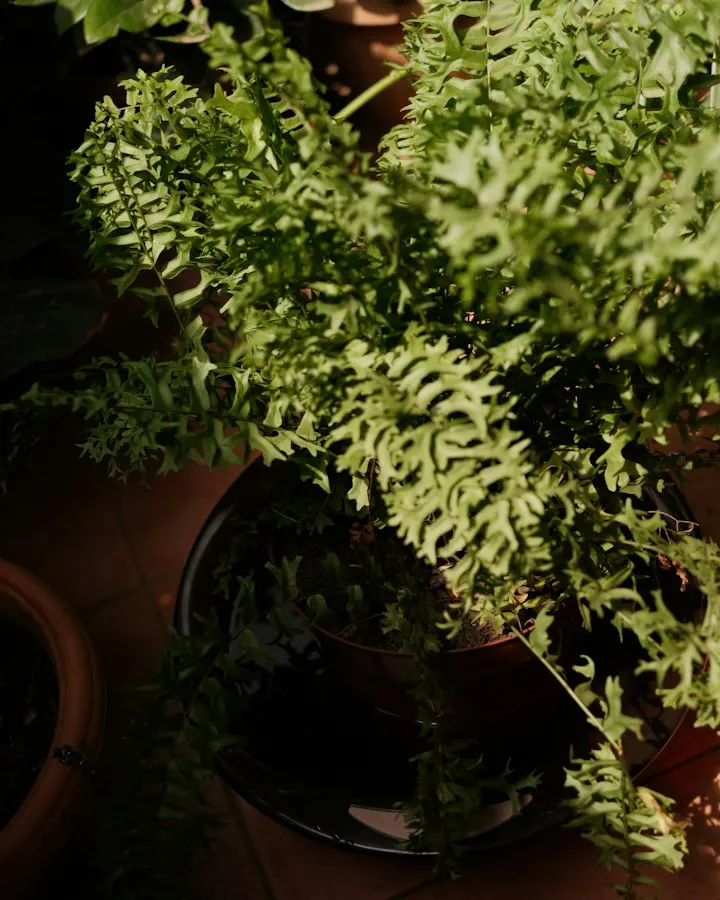 A lush green fern, close up