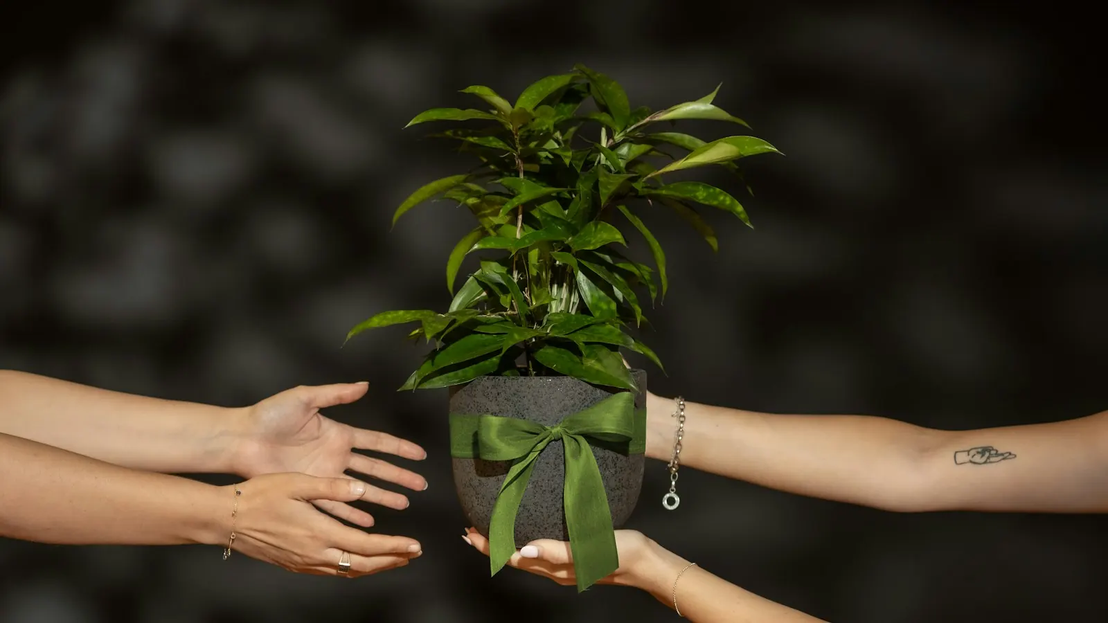 Two people handing over a potted plant tied with a green ribbon