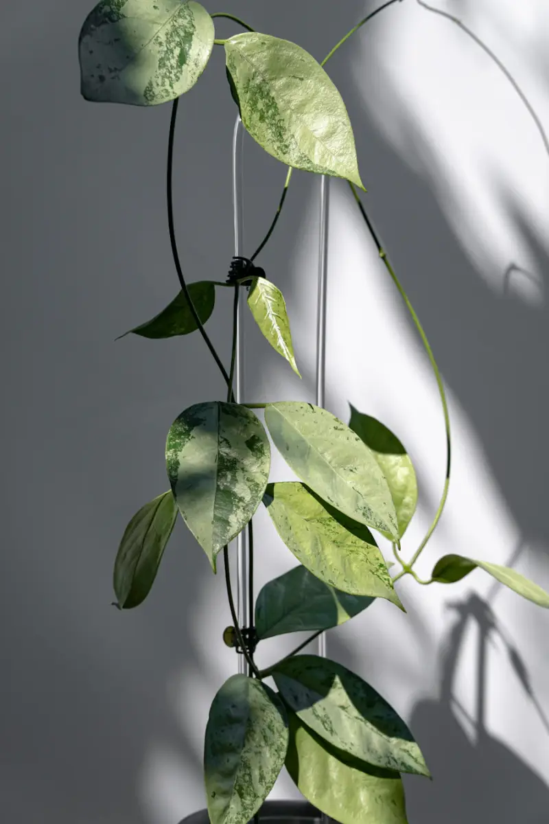 Variegated hoya vines trailing along a white wall