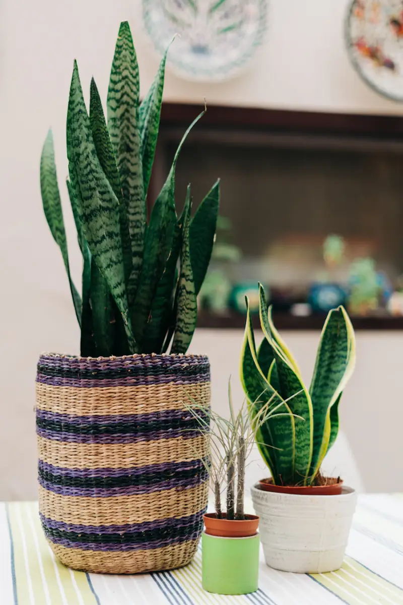 Snake plants in a woven basket
