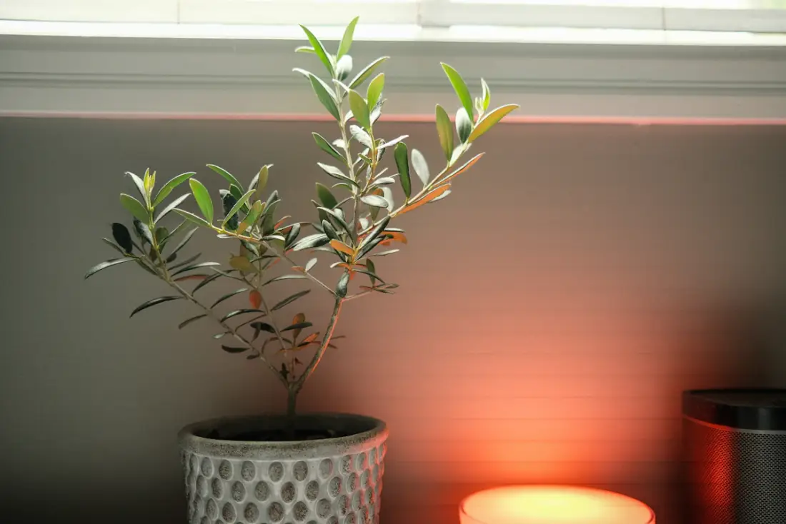 A young olive tree in a pot