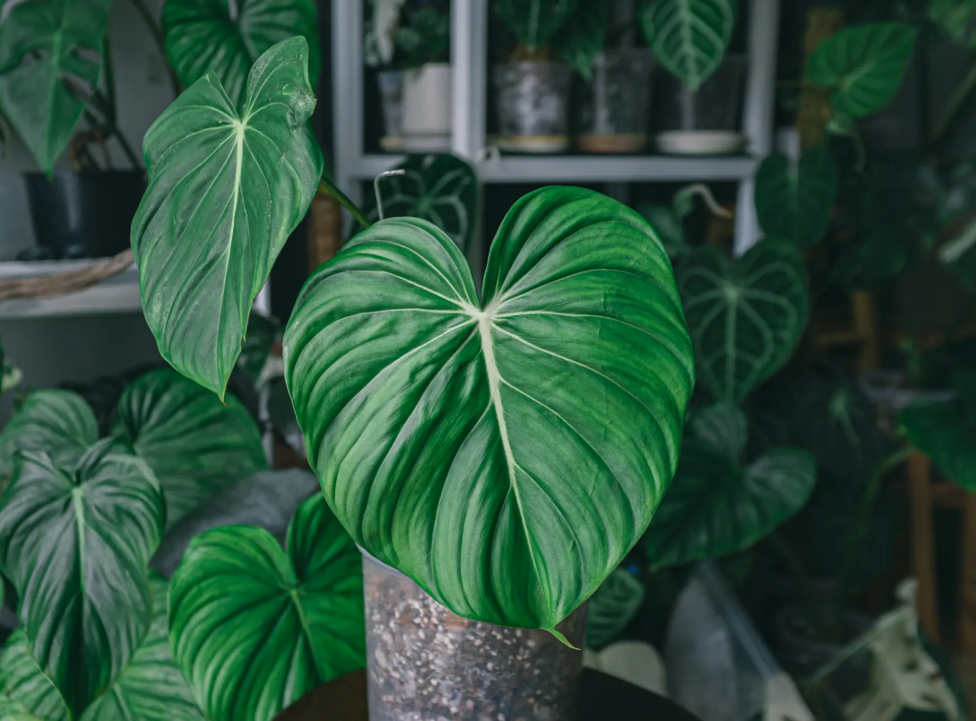 A large velvety philodendron leaf among other houseplants