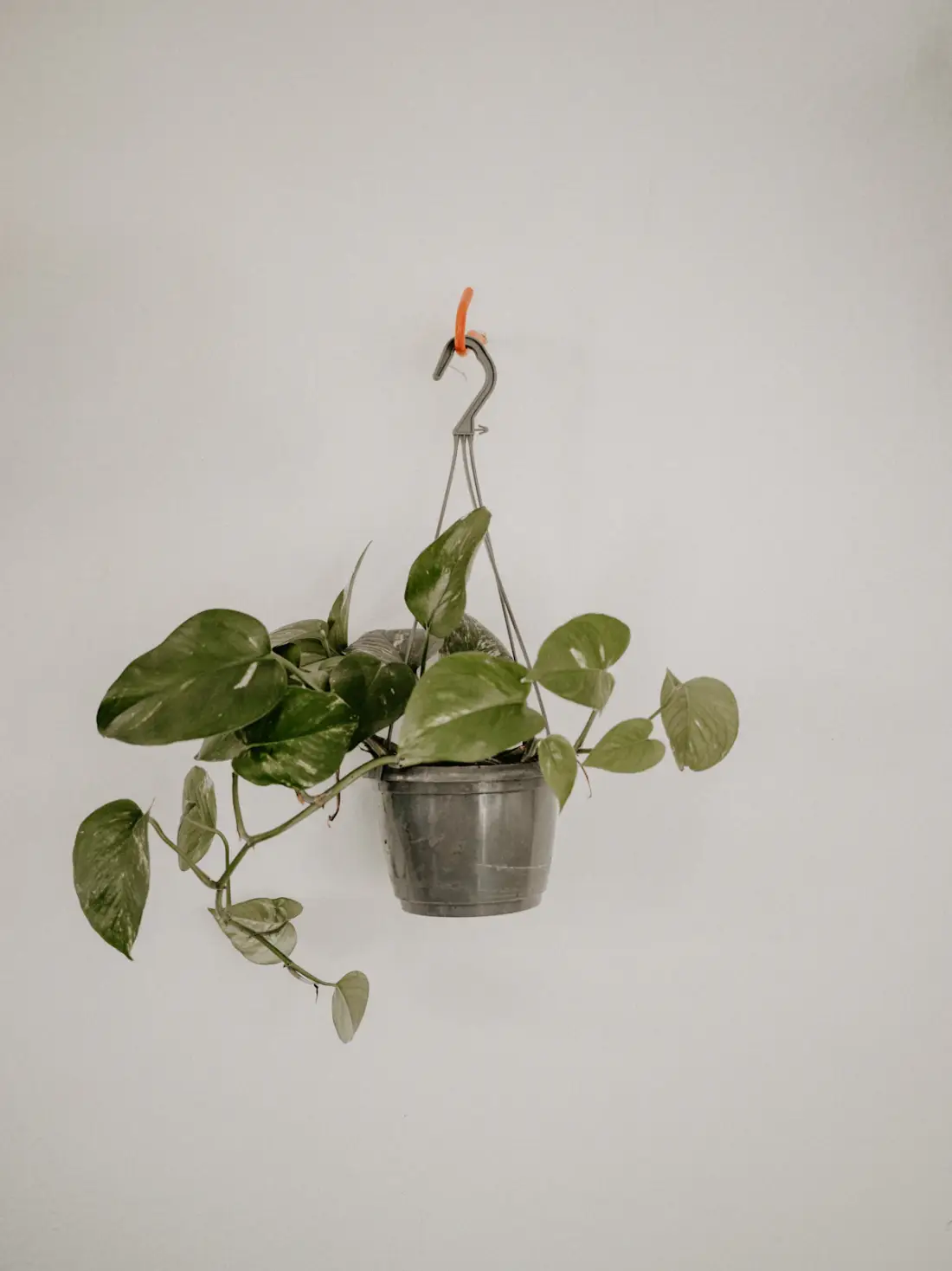 Pothos in a hanging planter