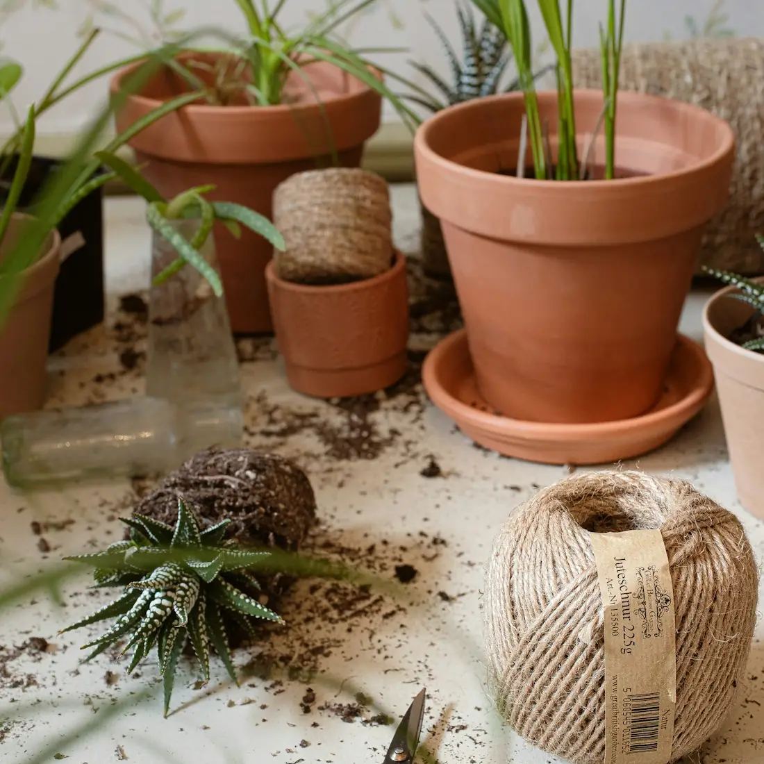 Terracotta pots, a ball of twine and scissors on a table scattered with soil
