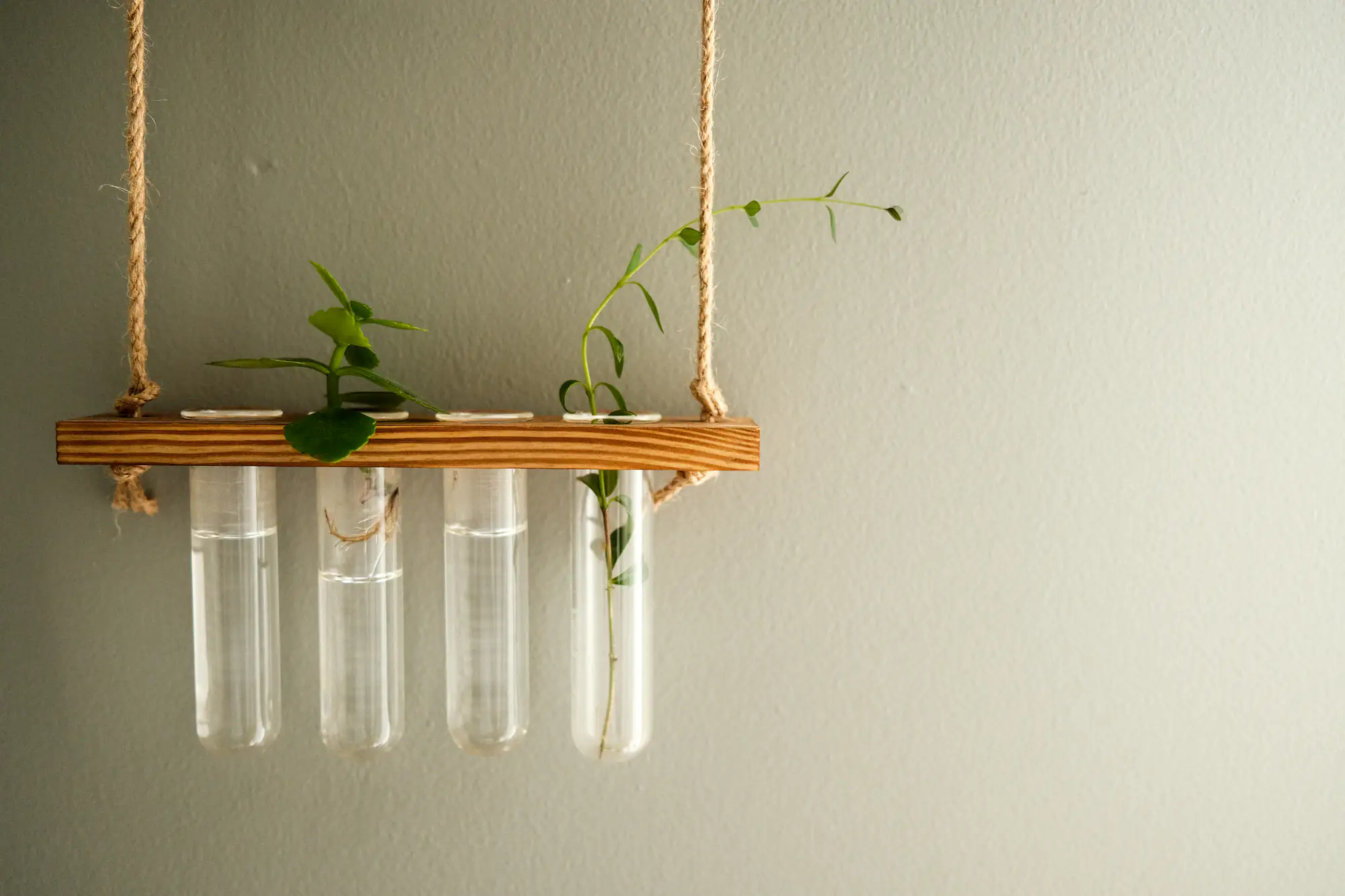 Plant cuttings rooting in glass tubes on a wooden stand