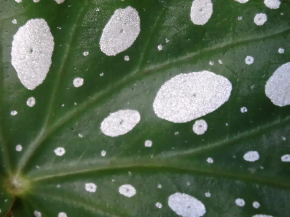The polka-dot leaves of a Begonia maculata