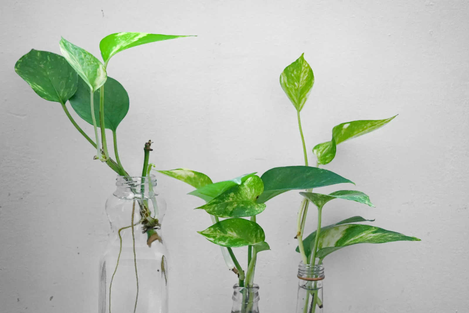 Pothos cuttings rooting in glass bottles of water