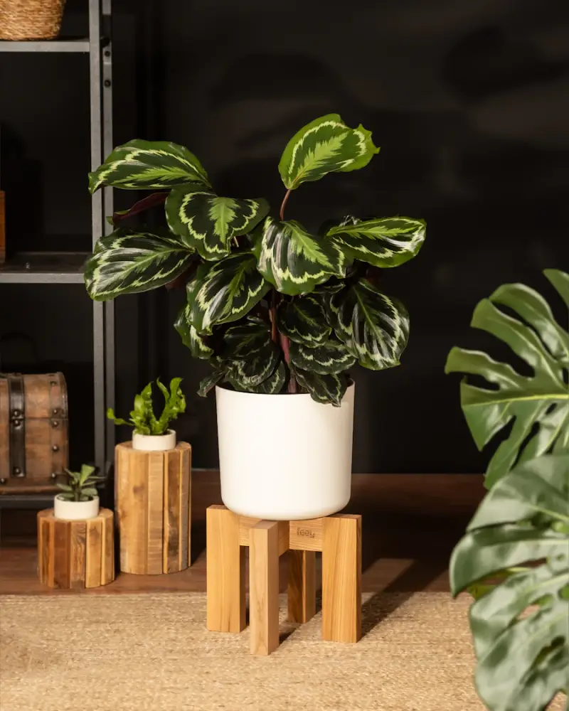 Calathea and other tropical plants on wooden stands